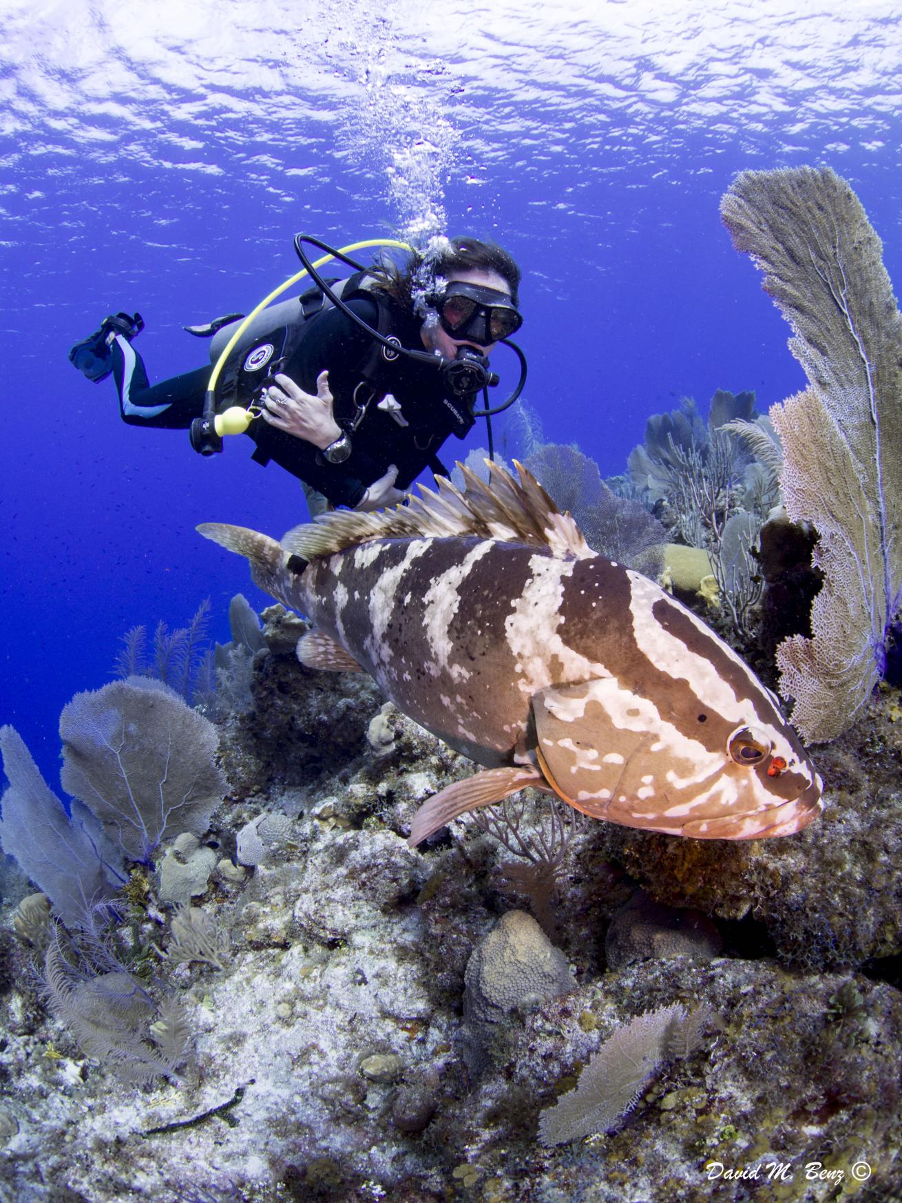 underwater diver